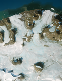 Musaicum Inseln der Europäischen Arktis Beispiel: Wiener Neustadt Island, Franz Josef Land
